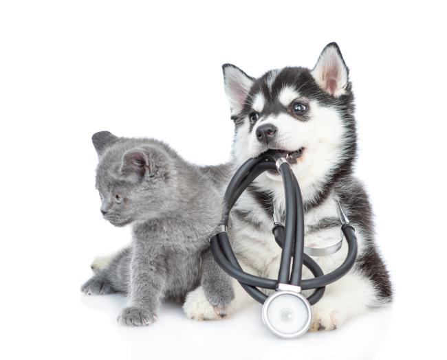 A gray kitten sitting next to a husky puppy. The puppy has a stethoscope in its mouth.